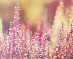 wallpaper-1689754