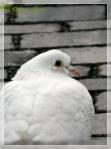 wallpaper-1689754