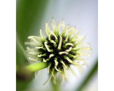 Es grünt so grün, so limettengrün !