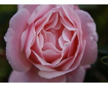 Wie man Freunde gewinnt