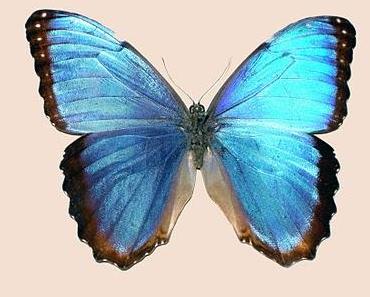Das Schmetterlingsphänomen - Ändere Deine Denkrichtung, wenn es nötig ist