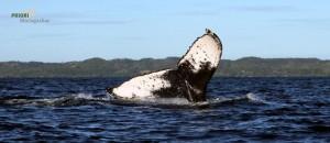 Buckelwale in Madagskar – Whale Watching und Wal-Festival