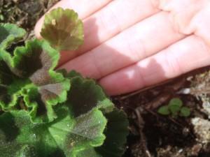 Geranien – Tipps für Pflegefälle Teil 2