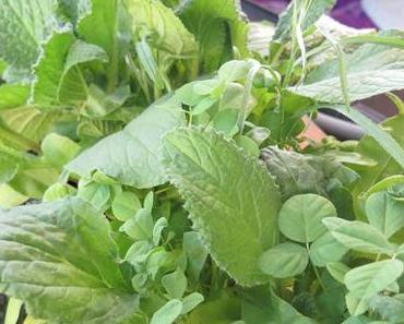 Neudorff " Wildgärtner Genuss "