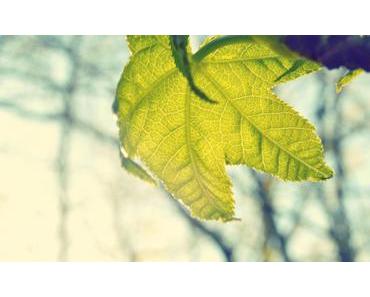 Die Seele baumeln lassen