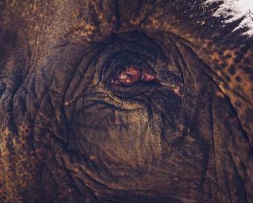 Jetzt ist Sommer …