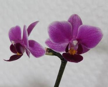 Foto: Blütenrispe einer Schmetterlings-Orchidee