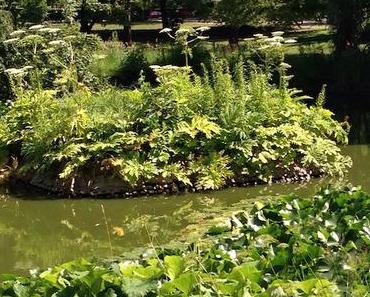 Riesen-Bärenklau: Weg damit