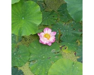 Travel Blog: Wunderschöne Lotosblüte