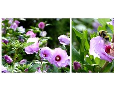 Fotografisch durch die Jahreszeiten - Sommer