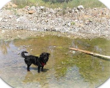 TrainMyHound Auto Hundedecke für den Rücksitz im Test