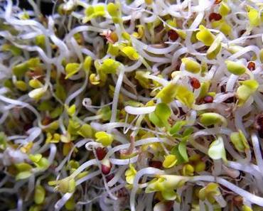 Süsser Sprossensalat auf Auberginen-Carpaccio vegan