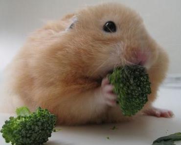 Mache den Broccoli-Test um nicht mehr aus Langeweile zu essen