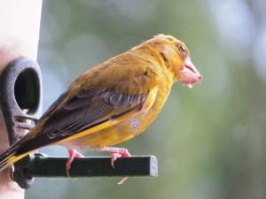 Wildvögel füttern, aber richtig – Blogtour Umweltschutz