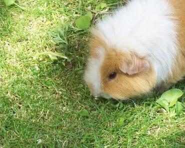 Schwein gehabt