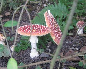 Let´s talk about: Pilze sammeln