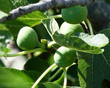 Postkarten: Kroatien