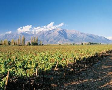 Weingut Vina Montes – Ein Symbol für den boomenden chilenischen Weinmarkt