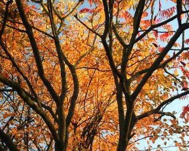 Foto: Herbst in Berenbrock
