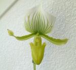 Paphiopedilum Maudiae-Hybride – von der Knospe bis zur Blüte