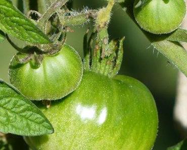 selbst.gemacht statt selbst.gekauft – grüne Tomatenmarmelade
