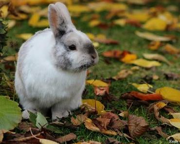 Herbst in meinem Garten - mit Häschen und Hund