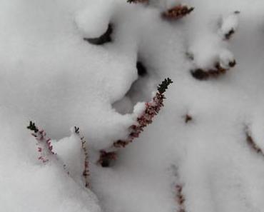 Foto: Heidekraut im Schnee