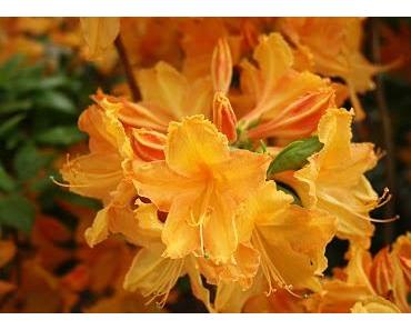 Liebe gibt niemals auf!