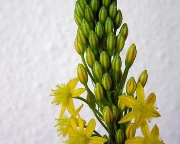 Blühendes Goldsternchen: Bulbine nataliensis