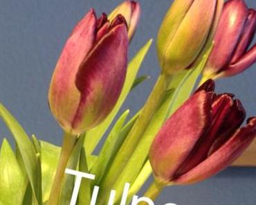 Friday-Flowerday – oder – Da seid ihr ja: Tulpen