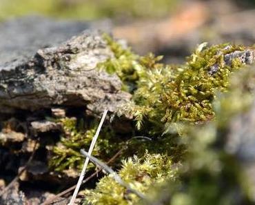 .cam underfoot | auf der hunderunde
