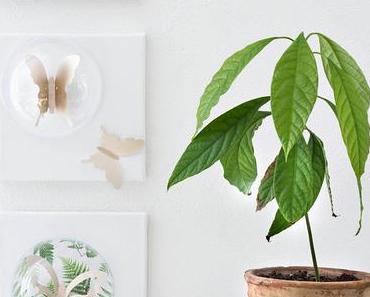 Die Schmetterlinge sind los