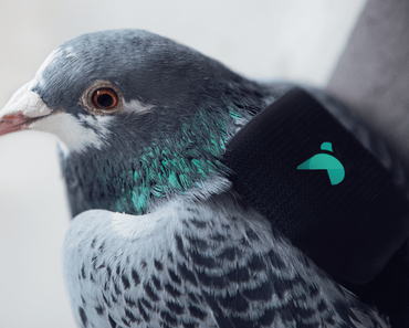 Pigeon Air Patrol – Tauben messen Luftverschmutzung in London