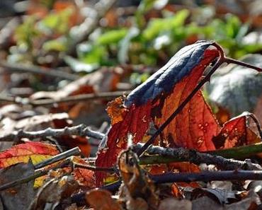 .cam underfoot | schön, so ein herbsttag im april