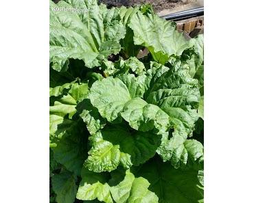 Käse-Sahne-Creme mit Rhabarber-Kompott