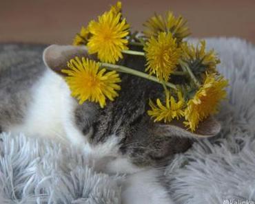 Caesars´s Salad mit glutenfreiem Brot