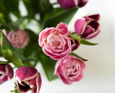 Flowers | Die letzten Tulpen für dieses Jahr?