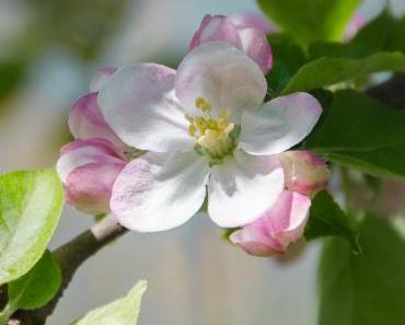 Aus meinem Garten: Alles neu, macht der Mai…