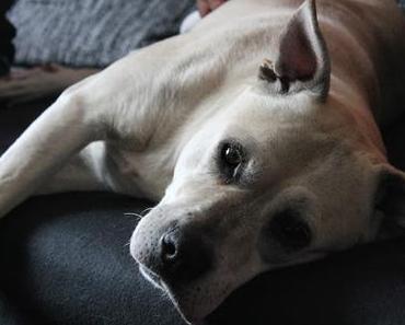 Vegan mit Hund - Rezepte und Tipps nicht nur für Veggie-Hunde