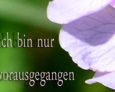 wallpaper-1689754