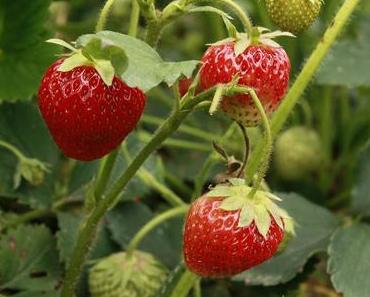 Liebe deine Stadt: Erdbeer-Felder rund um Köln