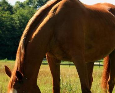 Entspannung mit Pferden