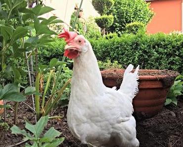 Glückliche Hühner ???