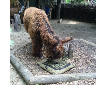 Sei kein Esel, trage Bart