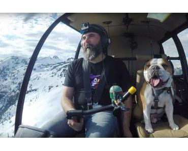 Bentley die Bulldogge hat das beste Herrchen