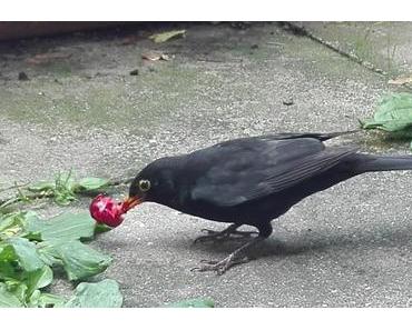 Foto: Amsel „Schlaumi“ gönnt sich eine Kirsche