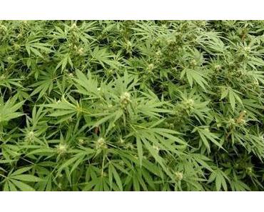 Marihuana gibt es bald über Microsoft