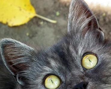 Eye-Lighting: Top oder Flop?