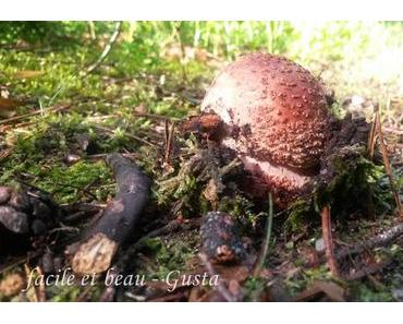 CU #26: Pilz