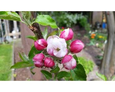 Natur im Mai und Juni